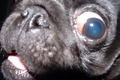 Yara Maart en april 2008