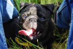 Yara Mei, juni en juli 2008