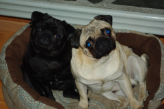 Yara en Zany, Januari 2009