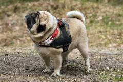 Mopsenwandeling Uden, 28 maart 2010