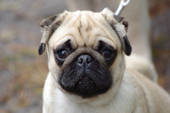 Mopsenwandeling Apeldoorn 4 oktober 2008 (Commedia)