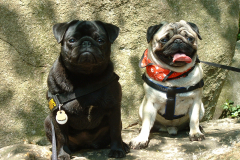 Mopsenwandeling Arnhem 4 mei 2008