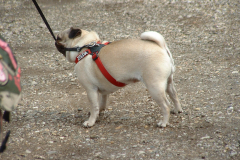 Mopsenwandeling Hardenberg 8 maart 2008
