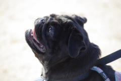 Mopsenwandeling IJmuiden 12 oktober 2008