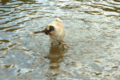 Mopsenwandeling Kaatsheuvel 18 mei 2008