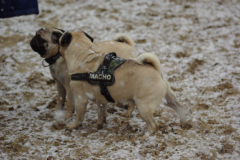 Mopsenwandeling Kaatsheuvel 23 november 2008