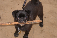 Mopsenwandeling Udenhout 19 januari 2008